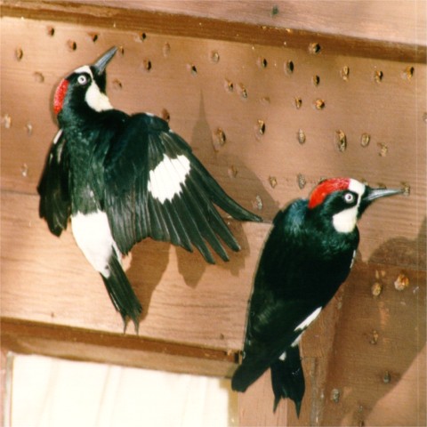 Woodpecker Removal Services | Woodpecker Removal Pros